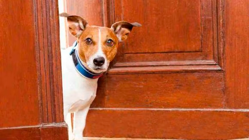 CONSEJOS PARA SER BUEN VECINO CON MASCOTAS